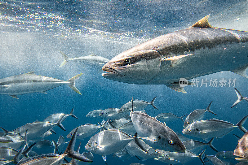 在清澈的蓝色海水中，大Kingfish或Amberjack鱼游过一群Silver Jack Bigeye Trevally鱼